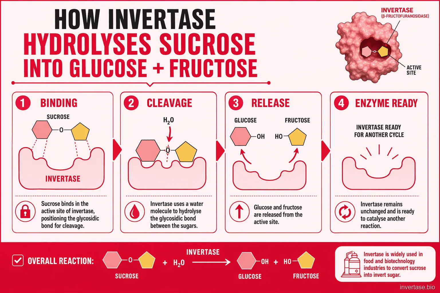 Invertase (Beta-Fructofuranosidase) reaction mechanism — sucrose hydrolysis pathway in four steps